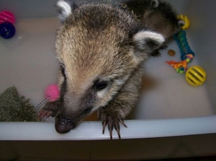 coatis baby, snookum bear