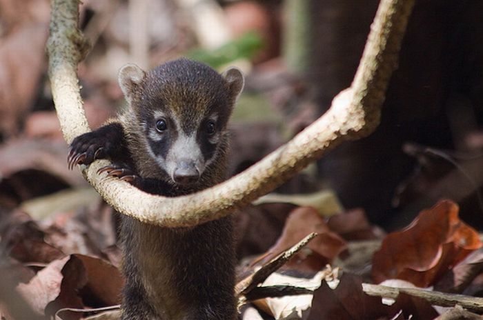 coatis baby, snookum bear