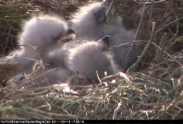 baby eagles