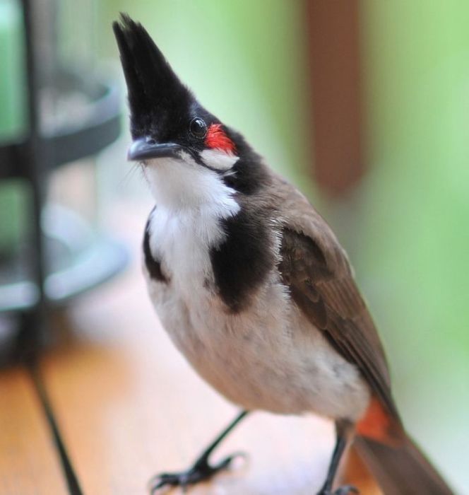 bird photography