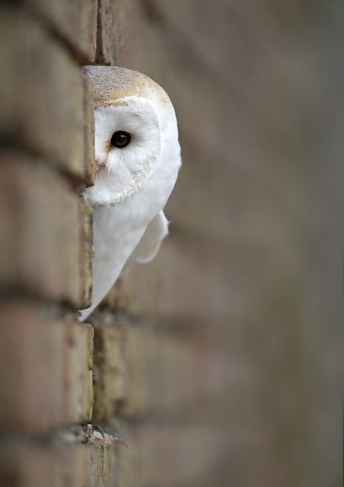 bird photography