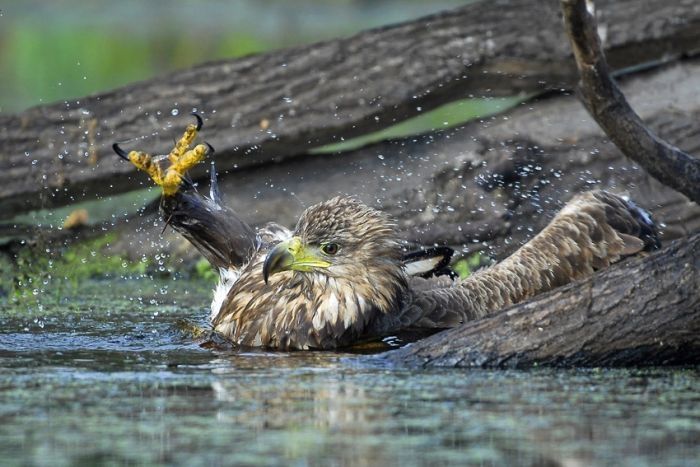 bird photography