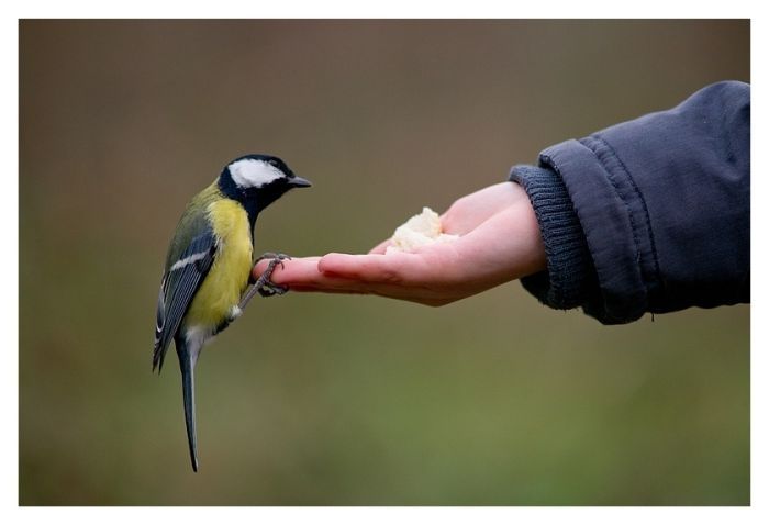 bird photography