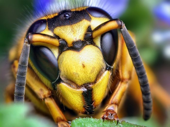 insect macro photography