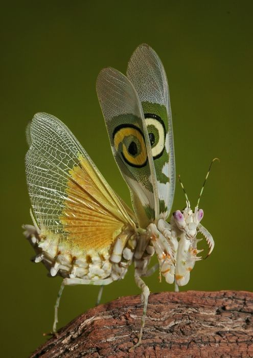 insect macro photography