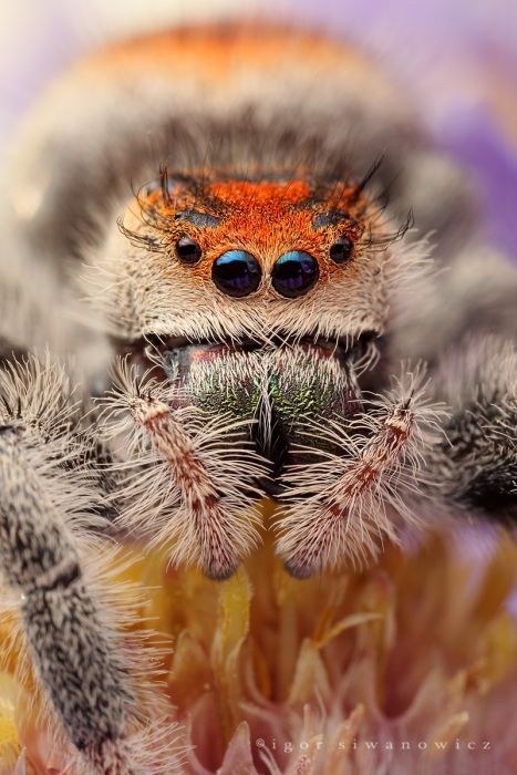 insect macro photography