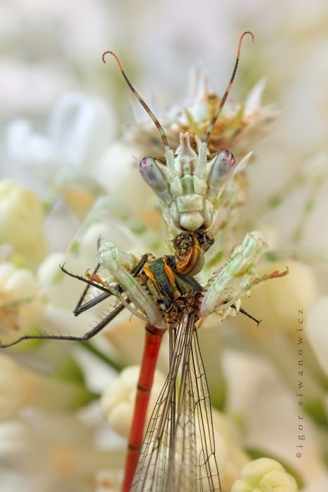 insect macro photography