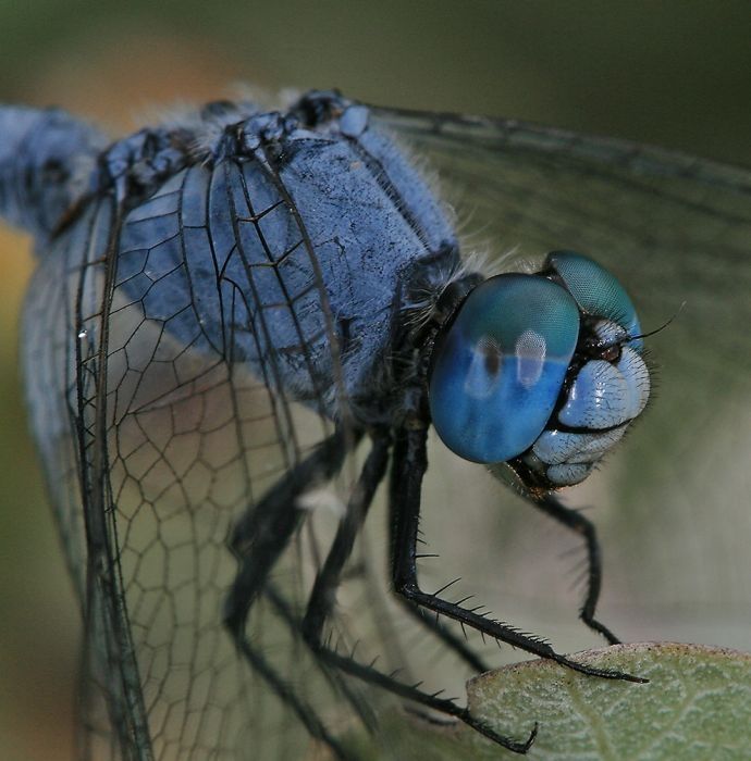 insect macro photography