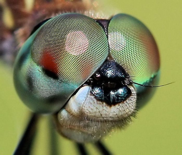 insect macro photography