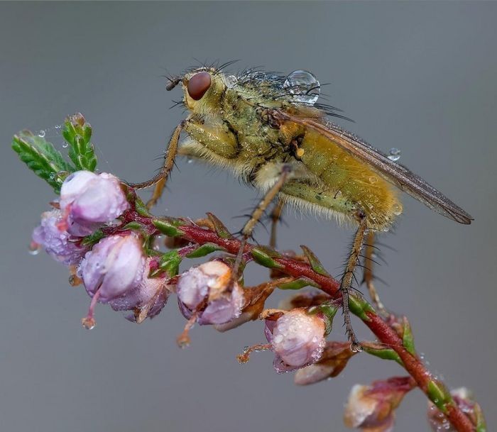 insect macro photography