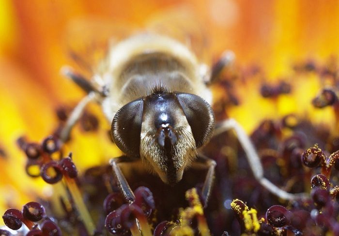 insect macro photography