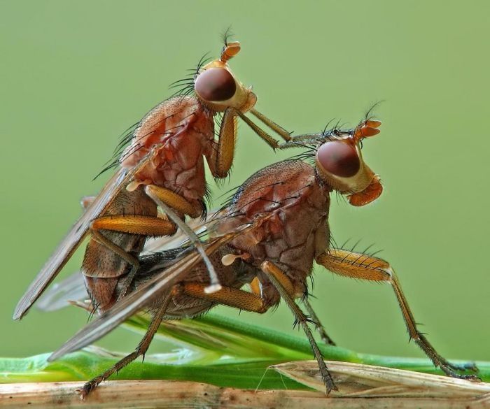 insect macro photography