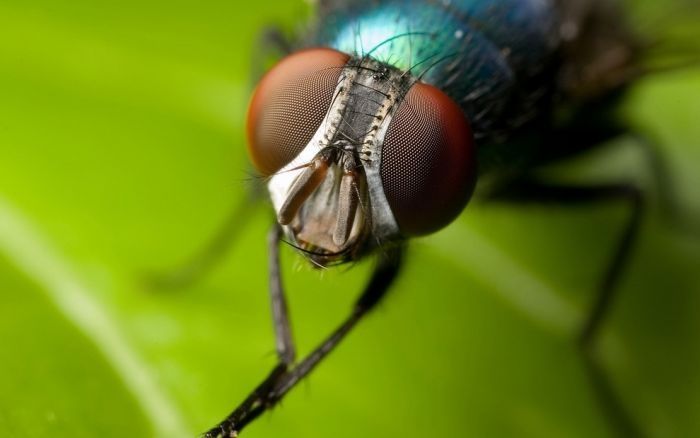 insect macro photography