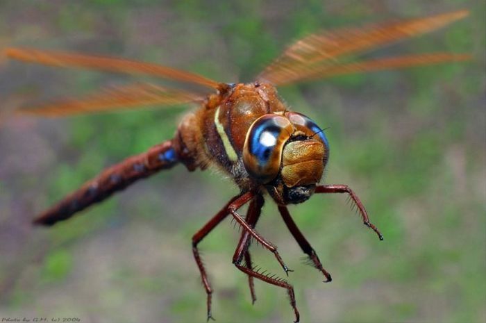 insect macro photography