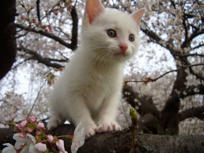 cherry blossom tree cat