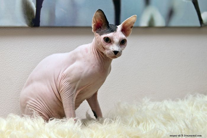 Canadian Hairless, Sphynx cat