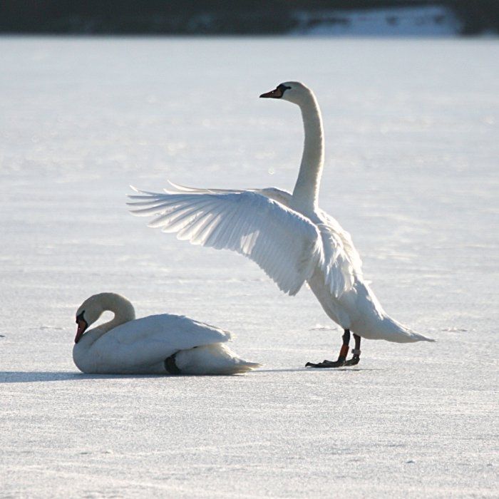 animal photography