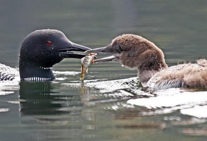 animal photography