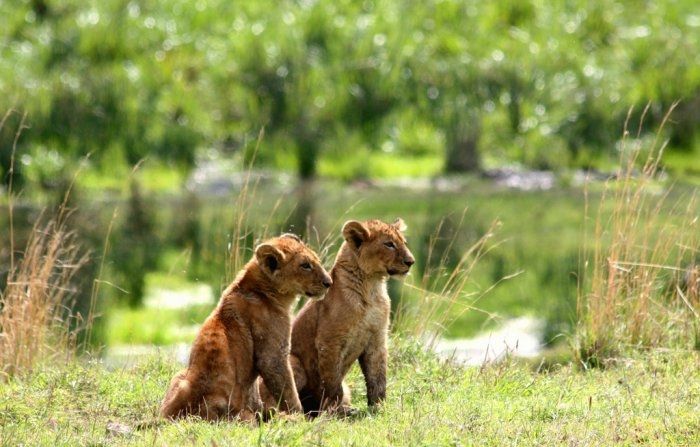 animal photography