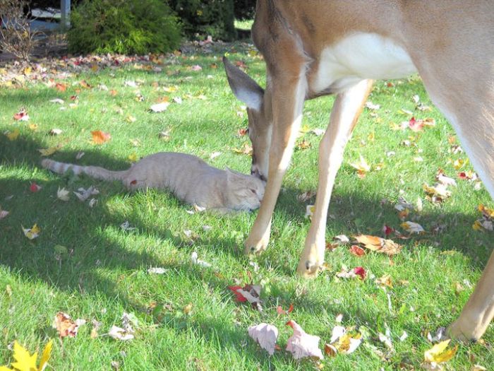 cat and a little deer