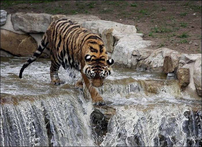 tiger in the waterfall