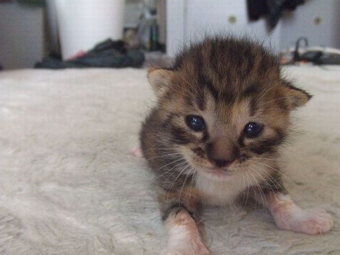 kitten