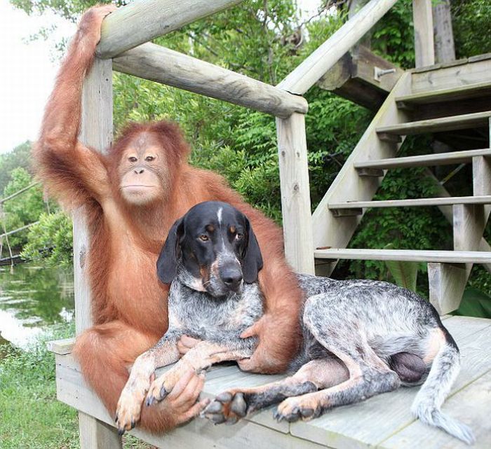 Roscoe the dog and Suriya the orangutan friends