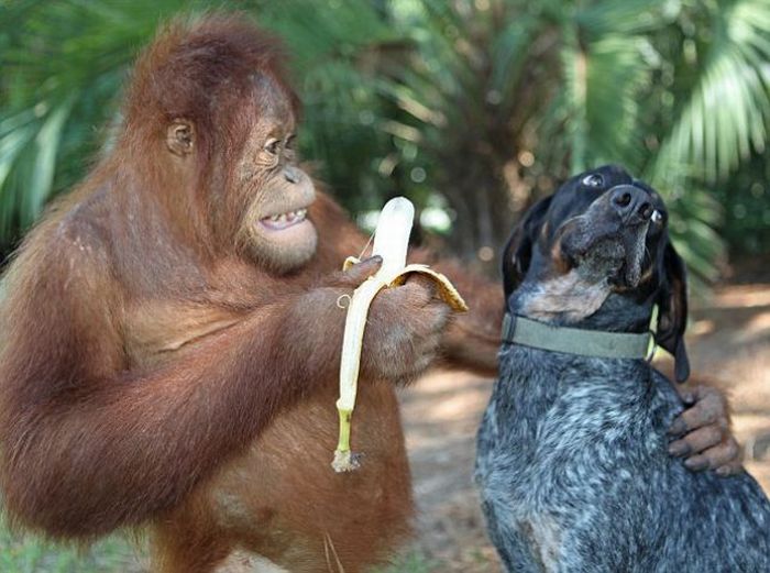 Roscoe the dog and Suriya the orangutan friends