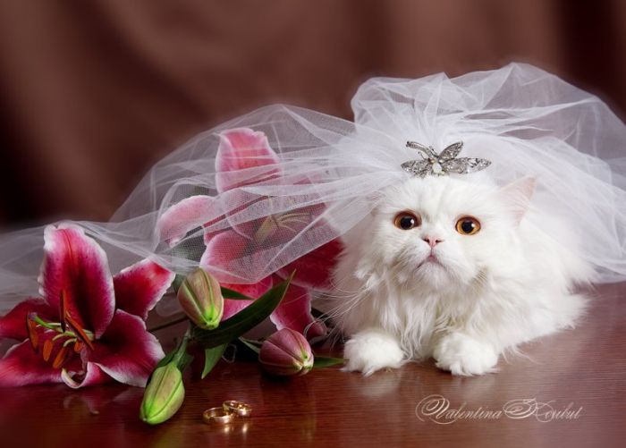 wedding animal