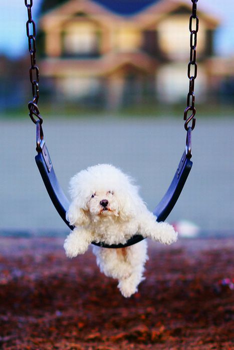 swinging dog