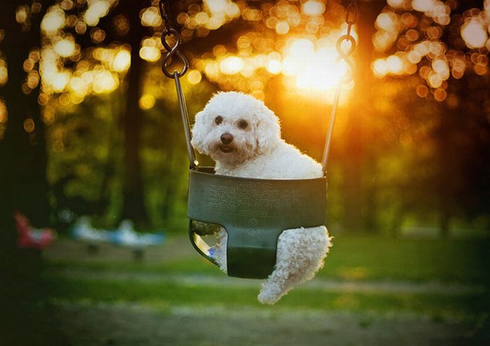 swinging dog