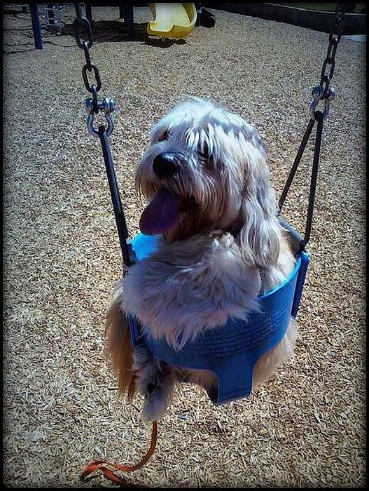 swinging dog