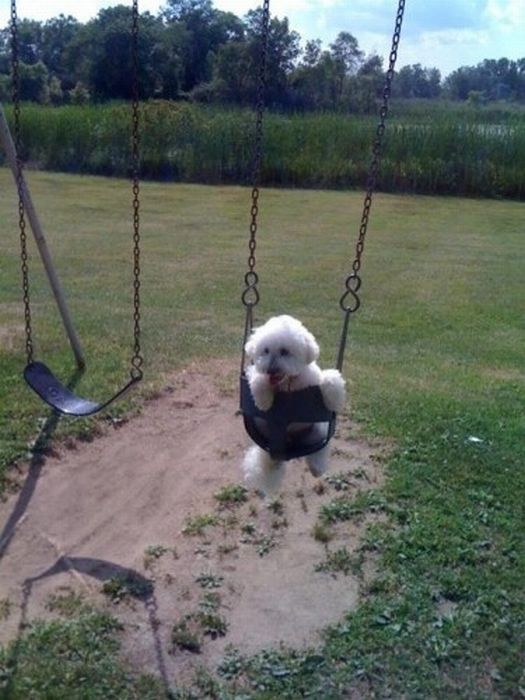 swinging dog