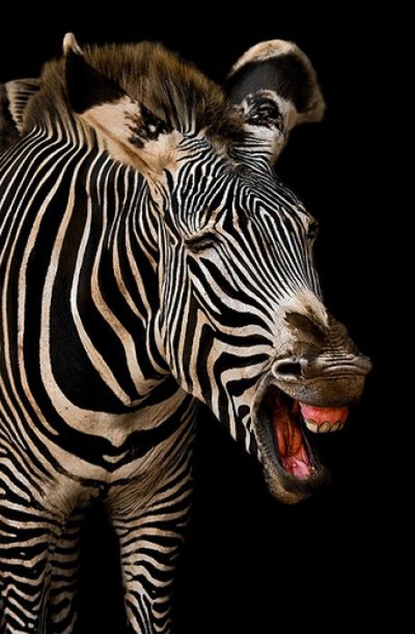 zebra closeup