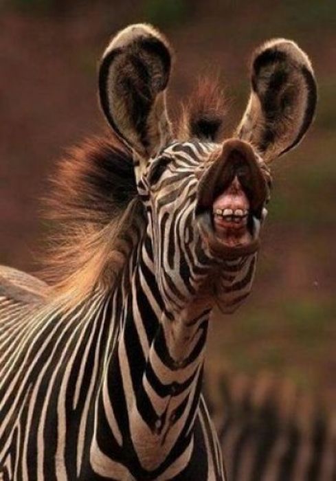 zebra closeup