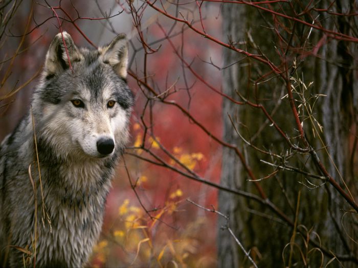 gray wolf