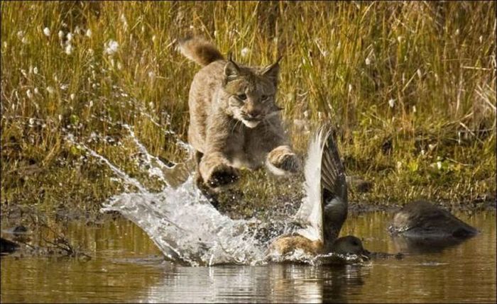 wild lynx hunting for duck