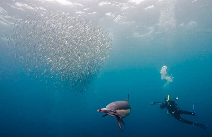 sardines dance