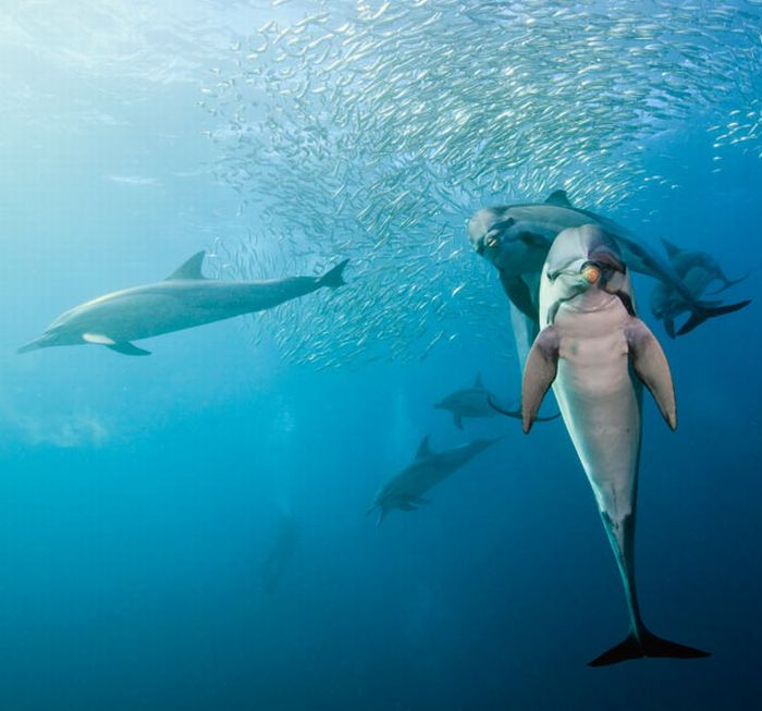 sardines dance