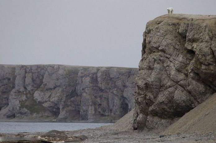 polar bear climbing for food