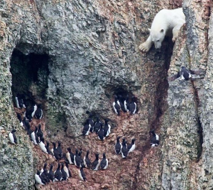 polar bear climbing for food