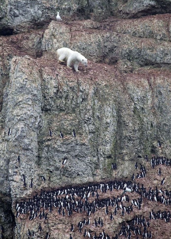 polar bear climbing for food