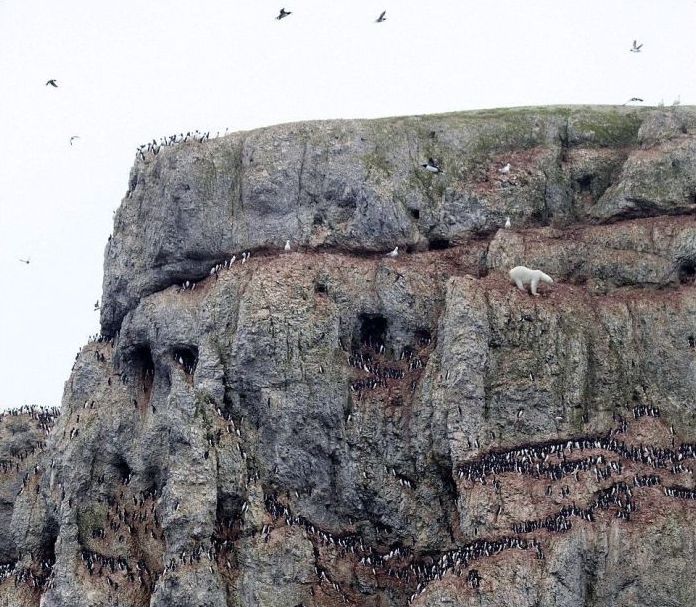 polar bear climbing for food