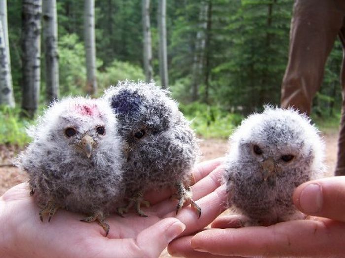 owl birds