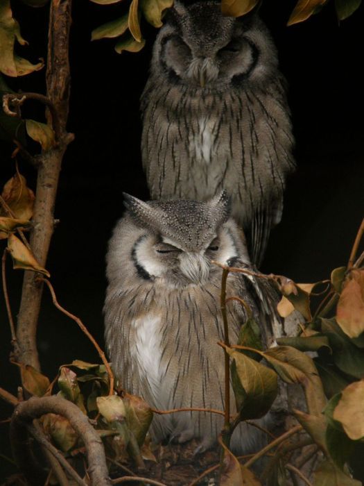 owl birds