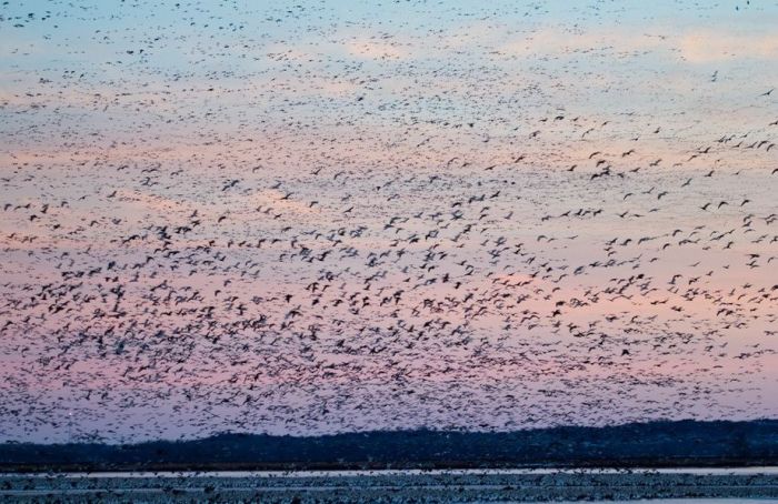 Million of geese, Missouri, United States