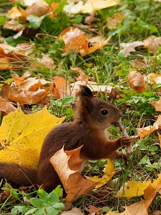 squirrel in action