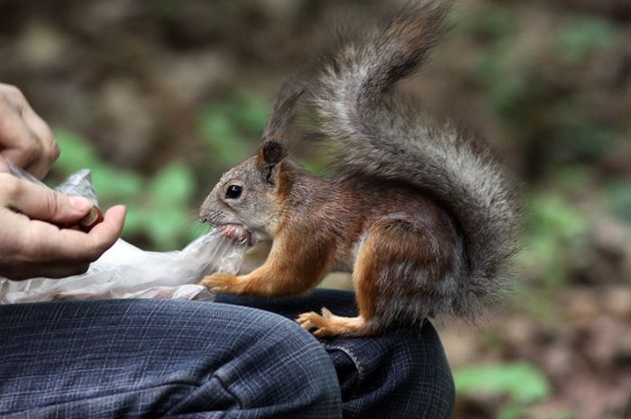 squirrel in action