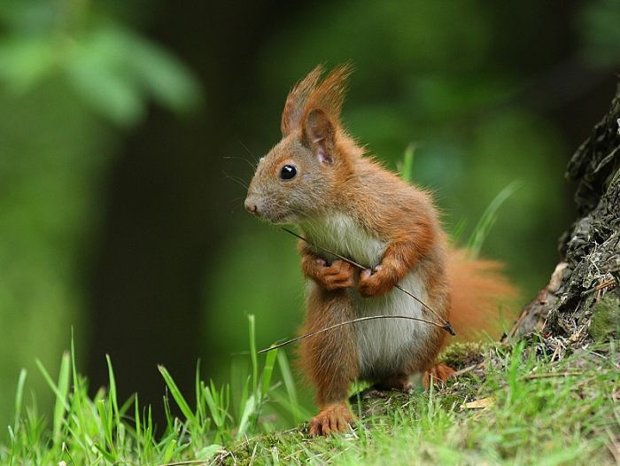 squirrel in action