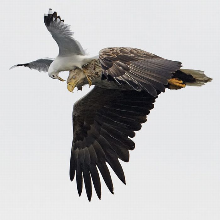 Bird photography by Markus Varesvuo